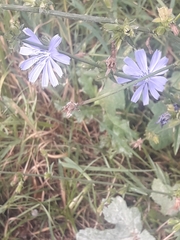 Cichorium intybus