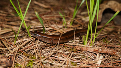 Ateuchosaurus pellopleurus