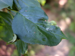 Trichochermes walkeri