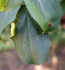 Trichochermes walkeri