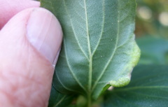 Trichochermes walkeri