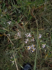 Tripolium pannonicum