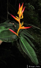 Heliconia schumanniana