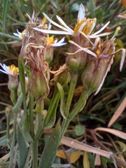 Tripolium pannonicum