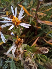 Tripolium pannonicum