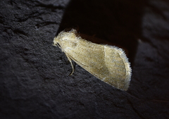 Plagiomimicus spumosum