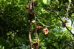 Ampelocissus martini