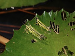 Gesonula punctifrons