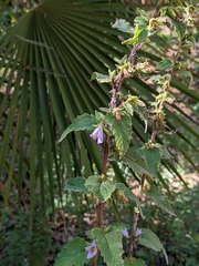 Campanula trachelium