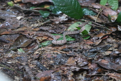 Toxicodryas adamanteus