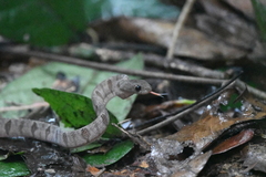 Toxicodryas adamanteus