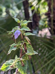 Campanula trachelium