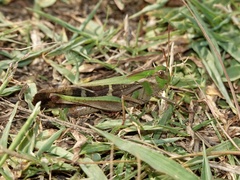 Gastrimargus marmoratus