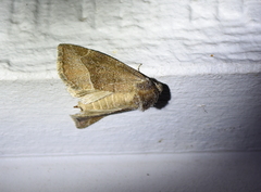 Plagiomimicus spumosum