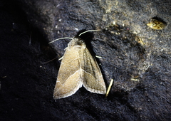 Plagiomimicus spumosum