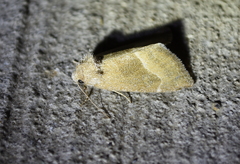 Plagiomimicus spumosum