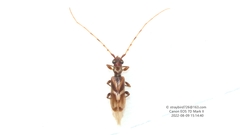 Stenhomalus taiwanus