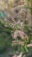 Tamarix gallica