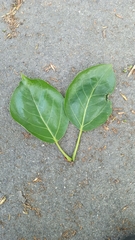 Populus balsamifera