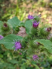 Arctium