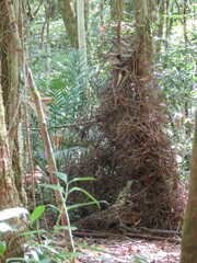 Golden Bowerbird photo 3