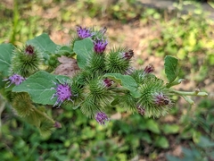Arctium