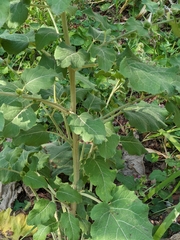 Arctium