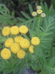 Tanacetum vulgare