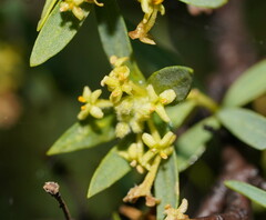 Pimelea microcephala microcephala