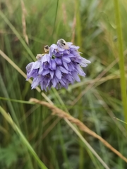 Allium sikkimense