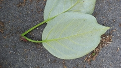 Populus balsamifera