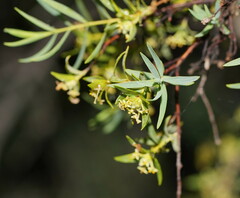 Pimelea microcephala microcephala