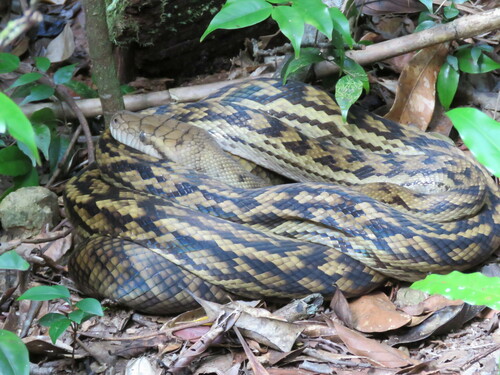 Australian Scrub Python sighting