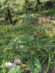 Arctium