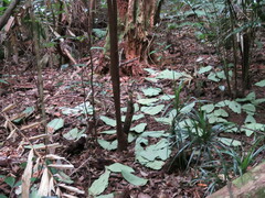 Scenopoeetes dentirostris