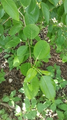 Populus balsamifera