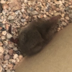 Crocidura suaveolens