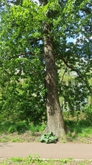 Populus balsamifera