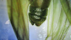 Aphanicercella clavata