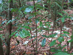 Scenopoeetes dentirostris