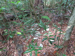 Scenopoeetes dentirostris