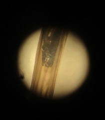 Aphanicercella clavata