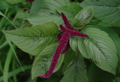 Amaranthus caudatus
