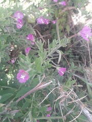 Epilobium hirsutum