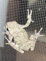 Hyla japonica