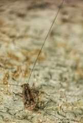 Exillis