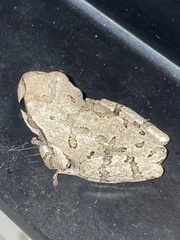Hyla japonica