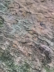 Exillis