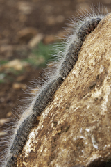 Thaumetopoea solitaria