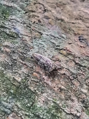 Exillis